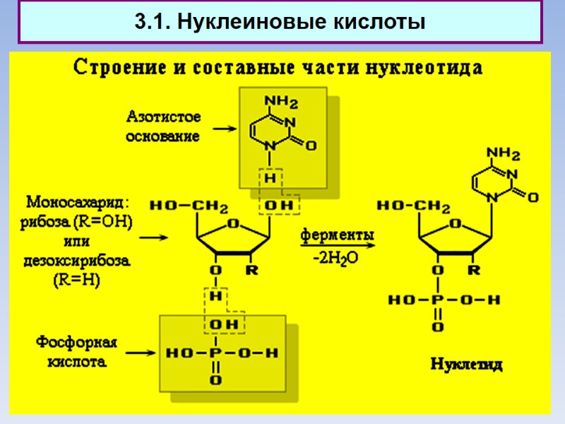 3.1. Нуклеиновые кислоты
